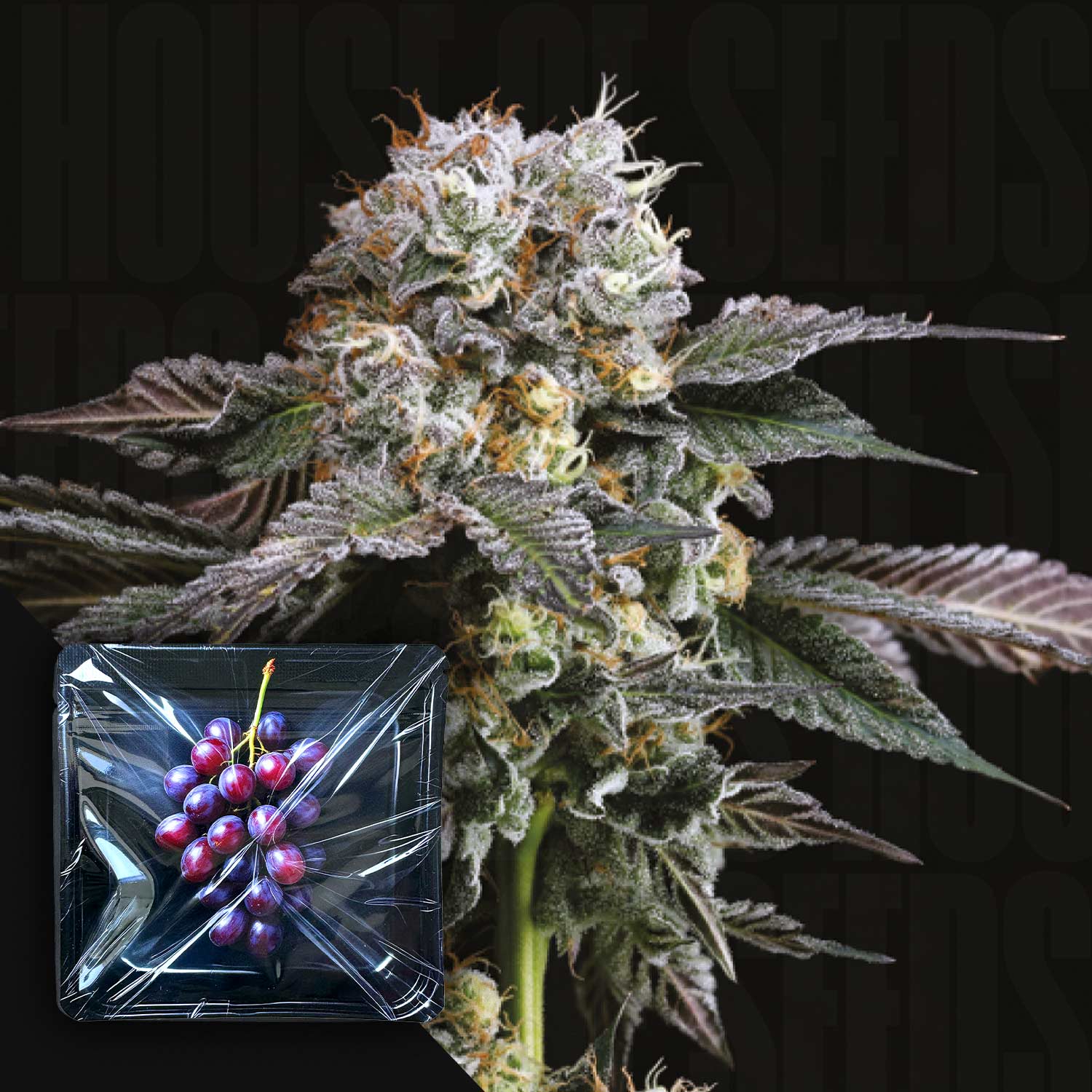 Eine mit Reif überzogene „Hash Drip“-Knospe von Nine Weeks Harvest; in der Ecke liegen Trauben in einem Plastikbehälter.