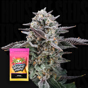 Nahaufnahme einer frostigen Cannabisknospe mit einem Nine Weeks Harvest-Samenpaket mit der Aufschrift Mirage.