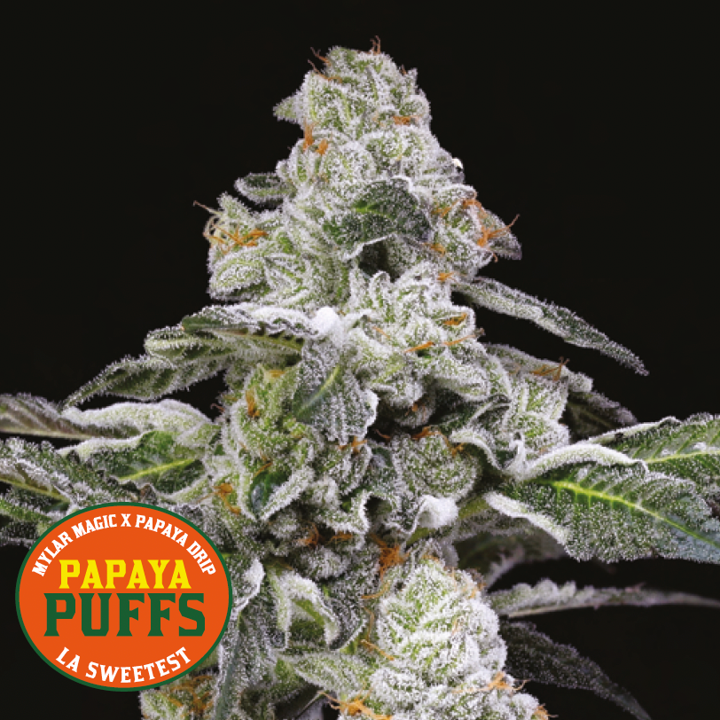 Eine frostige, mit weißen Trichomen bedeckte Cannabispflanze hebt sich von einem schwarzen Hintergrund ab. In der Ecke steht ein orangefarbenes Logo mit der Aufschrift Papaya Puffs by Nine Weeks Harvest, das die euphorische Myrcen-Wirkung und die tropischen Fruchtaromen hervorhebt.