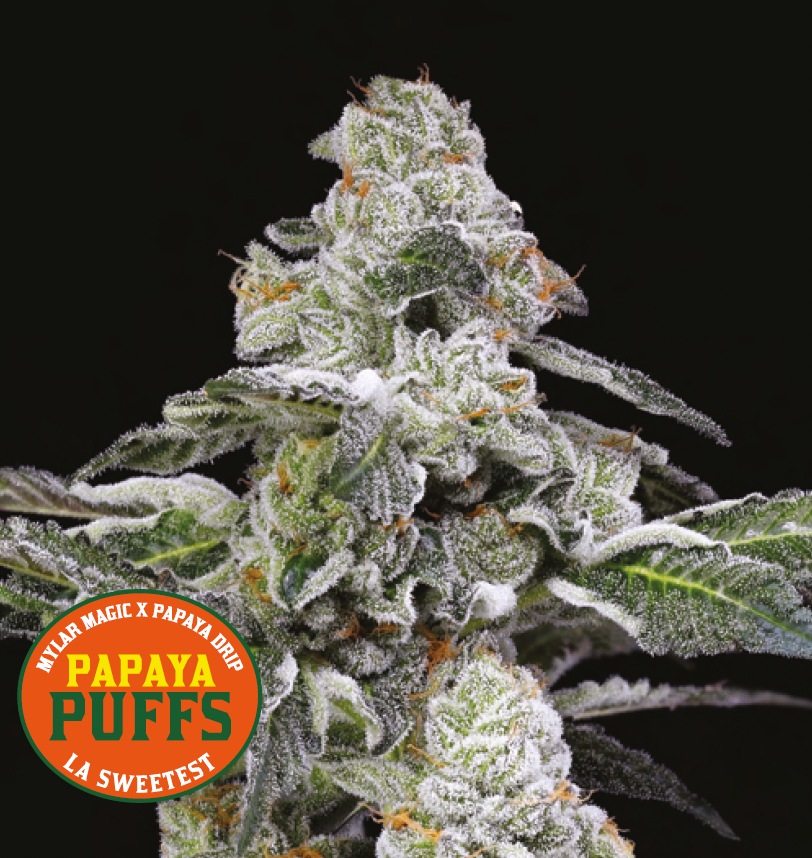 Eine frostige, mit weißen Trichomen bedeckte Cannabispflanze hebt sich von einem schwarzen Hintergrund ab. In der Ecke steht ein orangefarbenes Logo mit der Aufschrift Papaya Puffs by Nine Weeks Harvest, das die euphorische Myrcen-Wirkung und die tropischen Fruchtaromen hervorhebt.