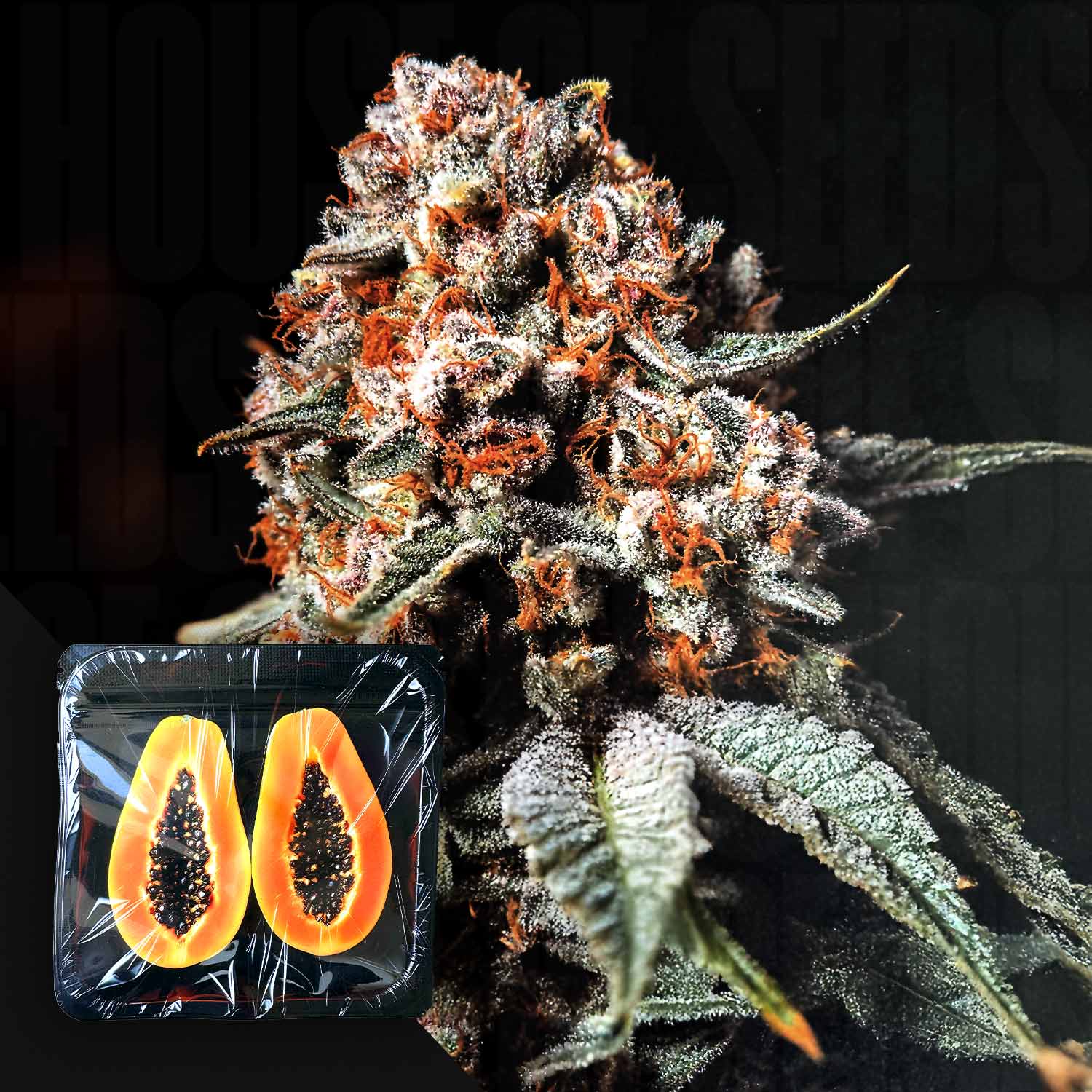 9WH-SD-6.jpg