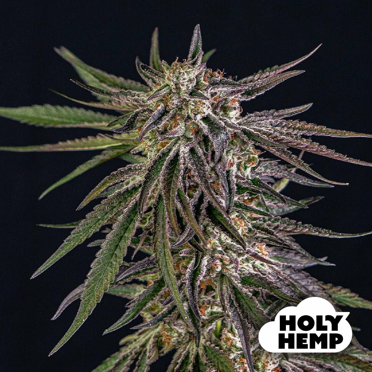 Blütenbild von Ambrosia Kush - Holy Hemp - Cannabissamen