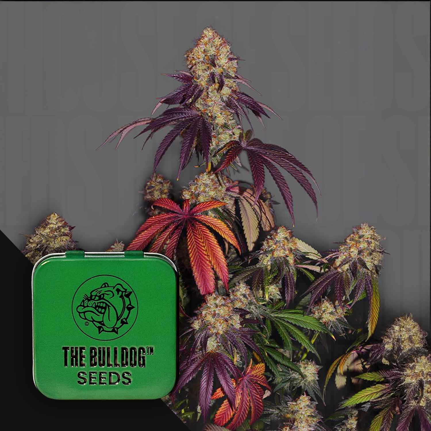Kräftige Cannabis-Pflanze mit lila-roten Blättern neben einer grünen Dose mit der Aufschrift The Bulldog Gelato 17 von The Bulldog Seeds.