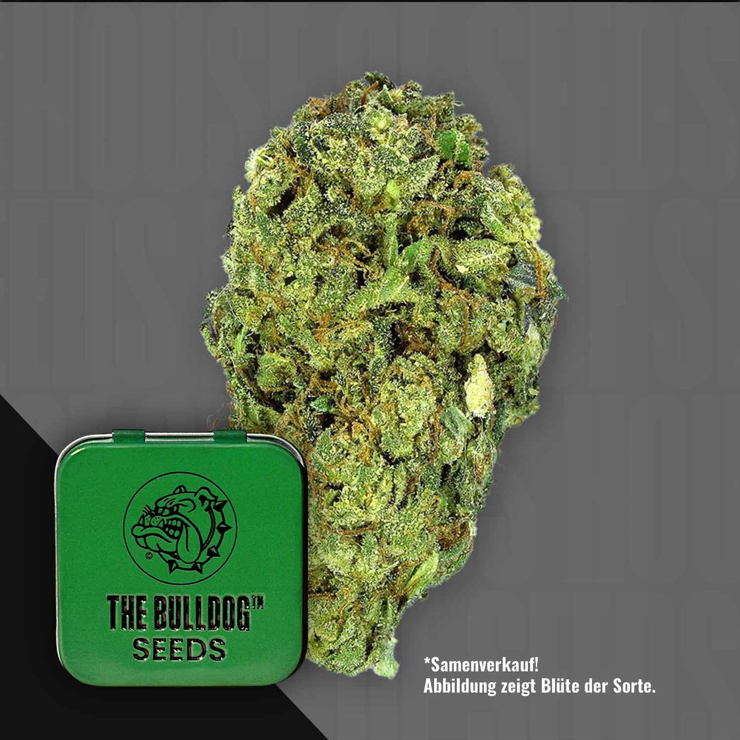 Eine Nahaufnahme einer TB Sour Diesel Cannabis Knospe neben einer grünen The Bulldog Seeds Dose auf grauem Hintergrund.