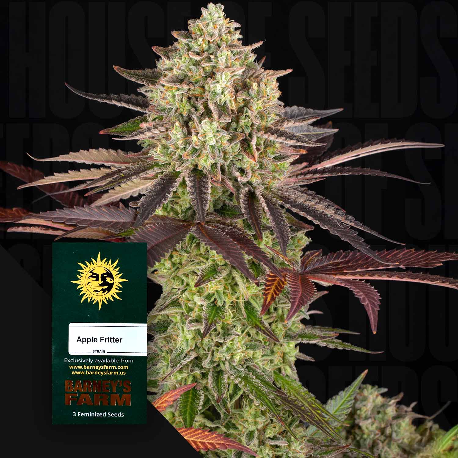 Buy Apple Fritter cannabis seeds from Barney's Farm – House of Seeds