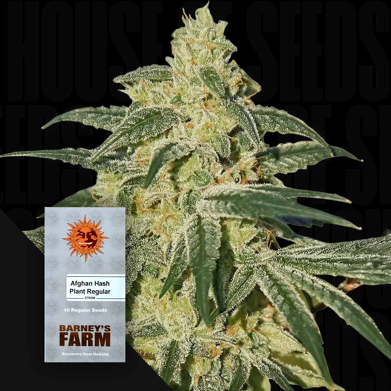 sensi seeds hash plant Buy Afghan Hash Plant cannabis seeds from Barney's Farm – House of Seeds