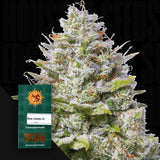 Blue Gelato 41