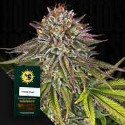 Critical Kush