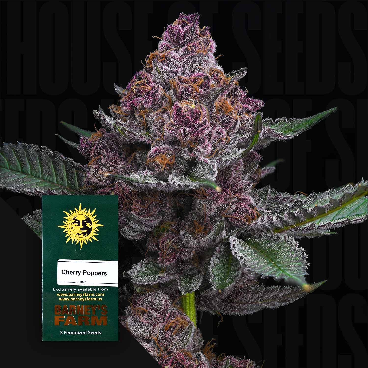 Semillas de cannabis premium en empaque