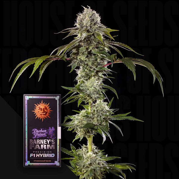 Buy Durban Poison F1 cannabis seeds from Barney's Farm – House of