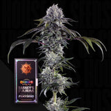 Durban Z F1