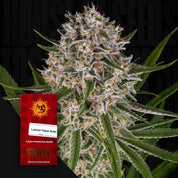 Lemon Haze Auto