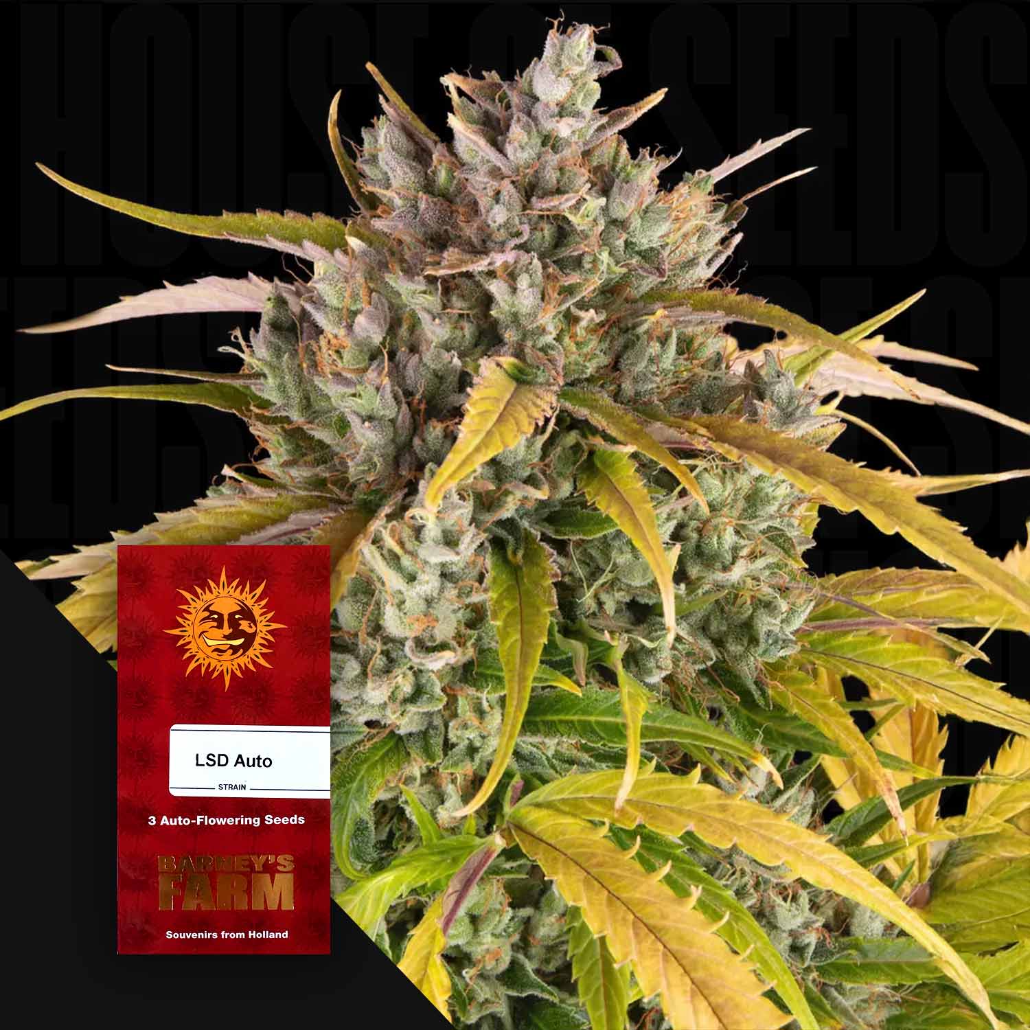 auto flower seeds for sale Buy LSD Auto cannabis seeds from Barney's Farm – House of Seeds