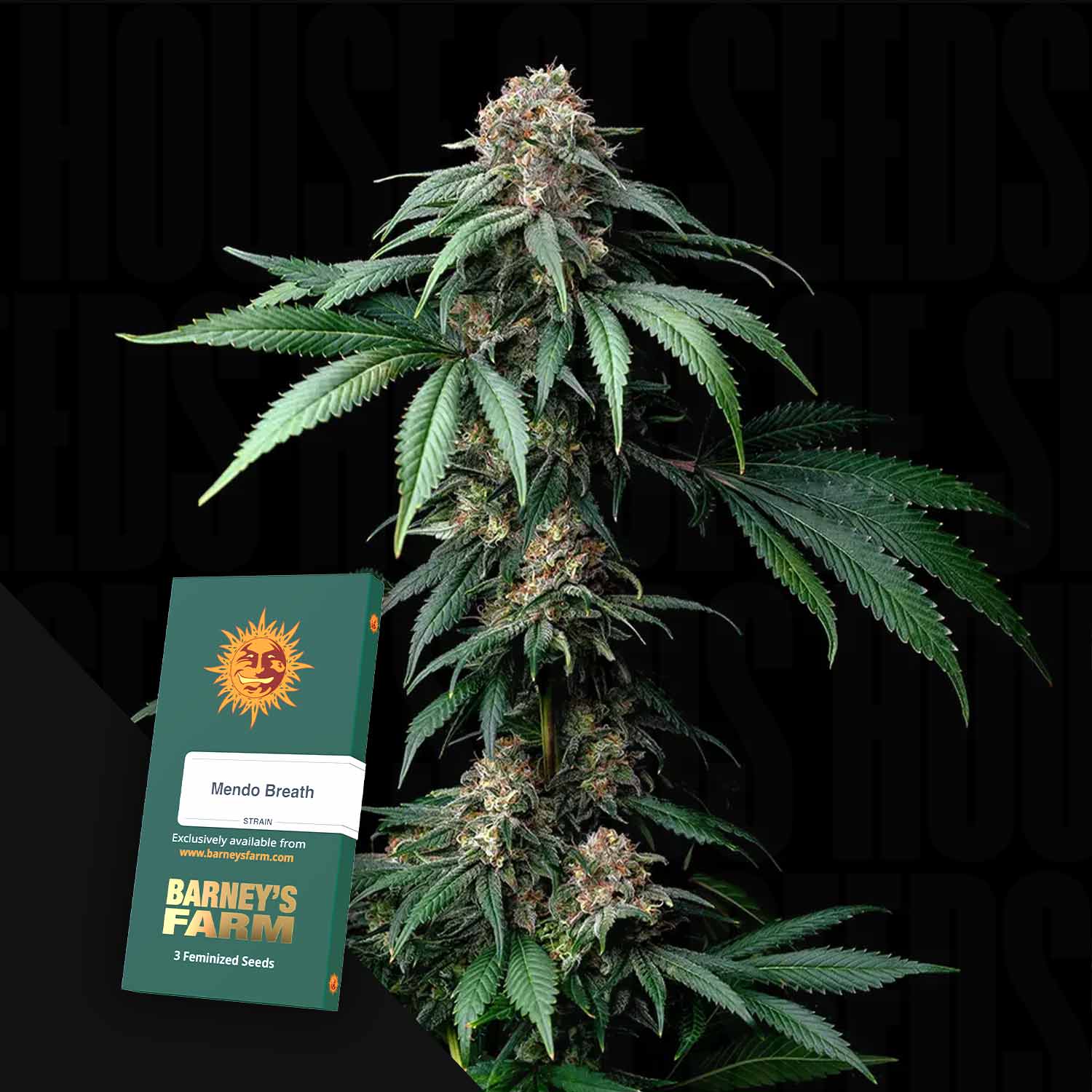 barneys farn Buy Mendo Breath cannabis seeds from Barney's Farm – House of Seeds
