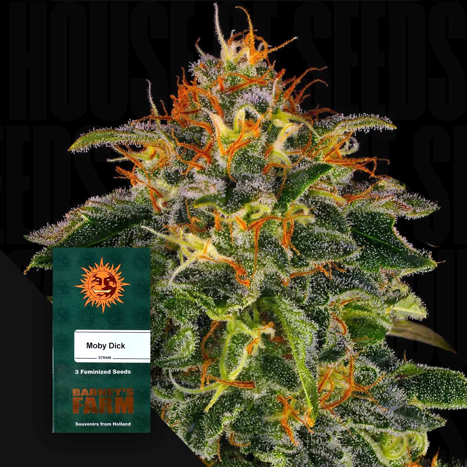 barneys farn Order Moby Dick cannabis seeds from Barney's Farm – House of Seeds