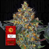 Moby Dick Auto
