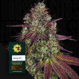 Mimosa EVO