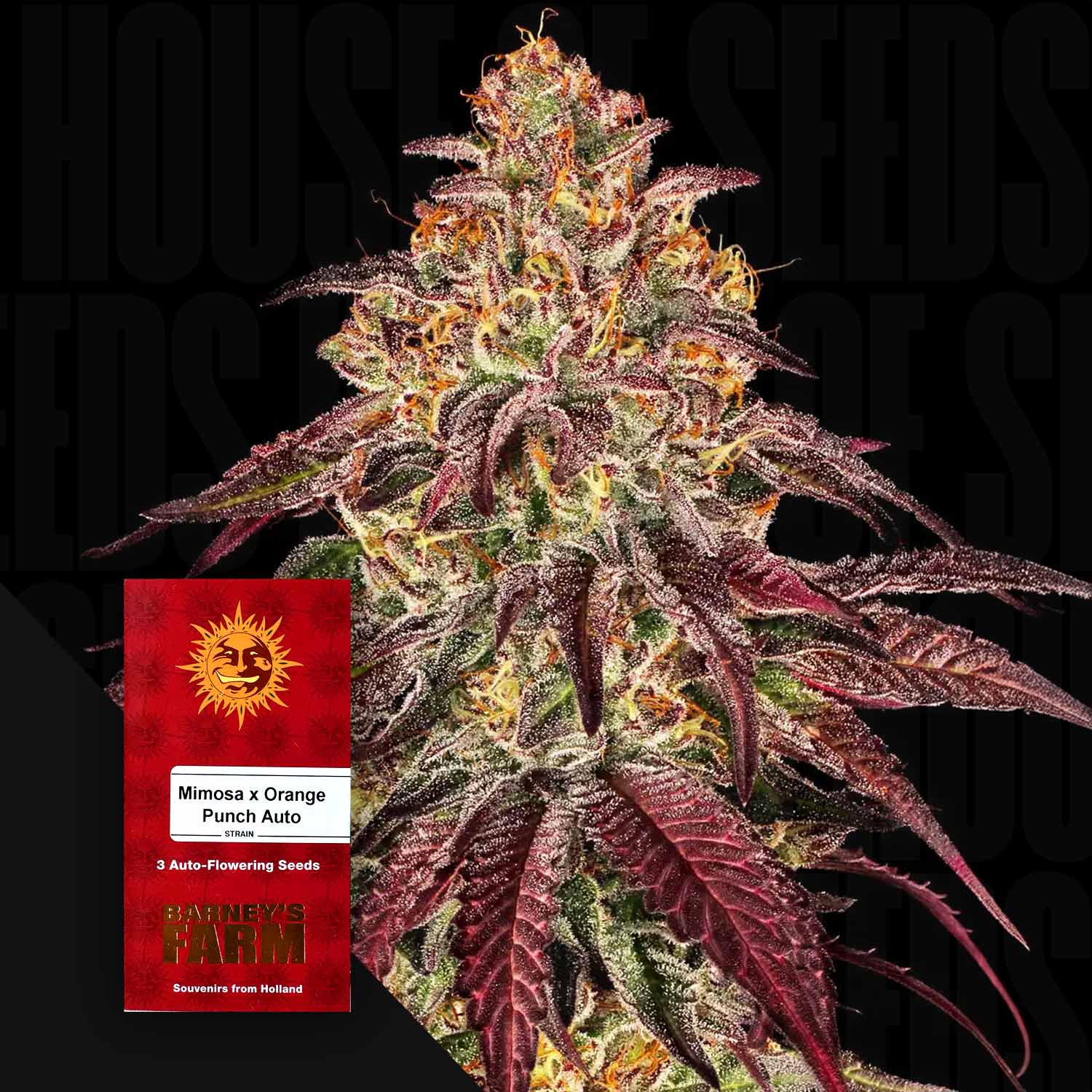 Buy Mimosa x Orange Punch Auto cannabis seeds from Barney's Farm