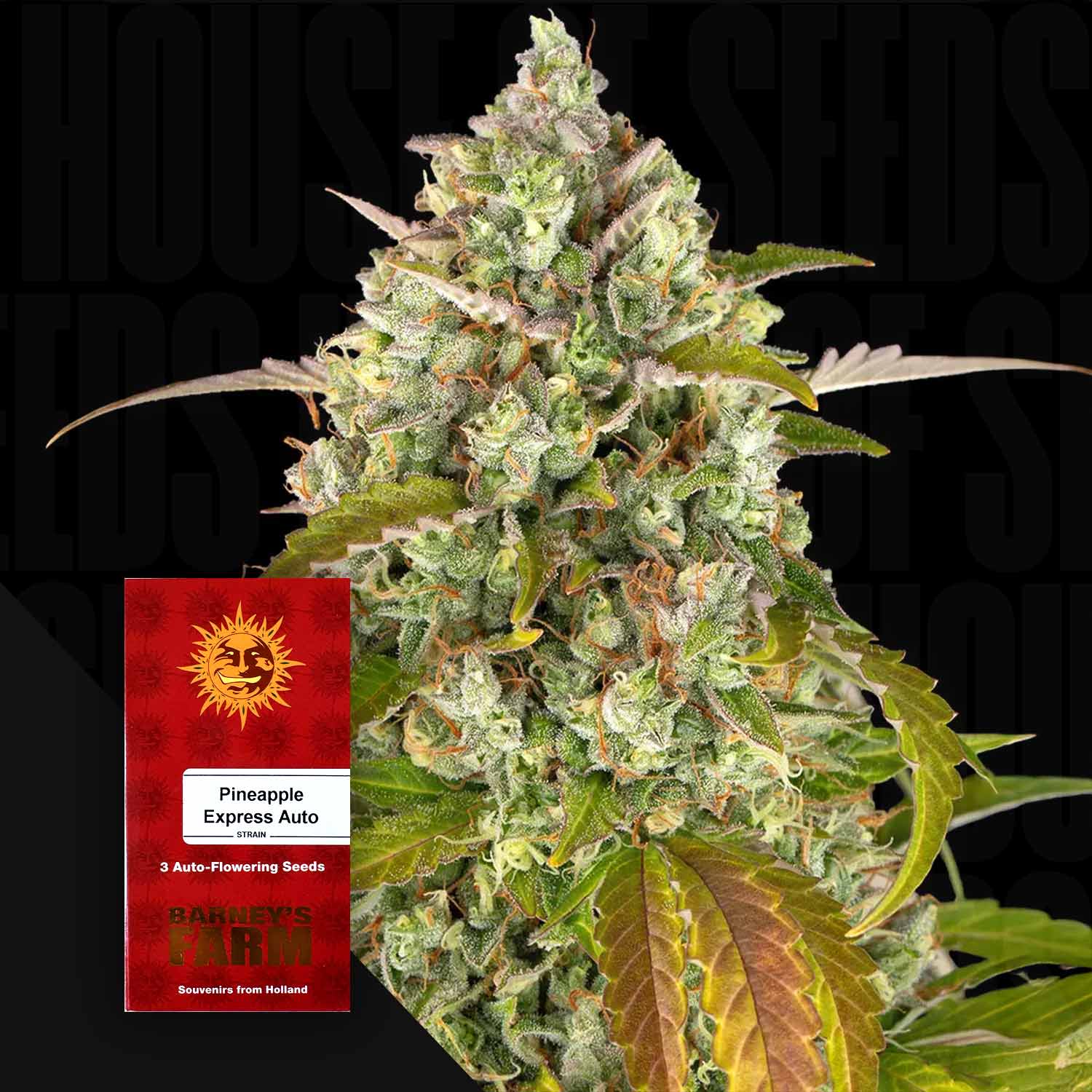 pineapple express strain plant Order Pineapple Express Auto cannabis seeds from Barney's Farm – House of  Seeds