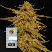 Pineapple Haze