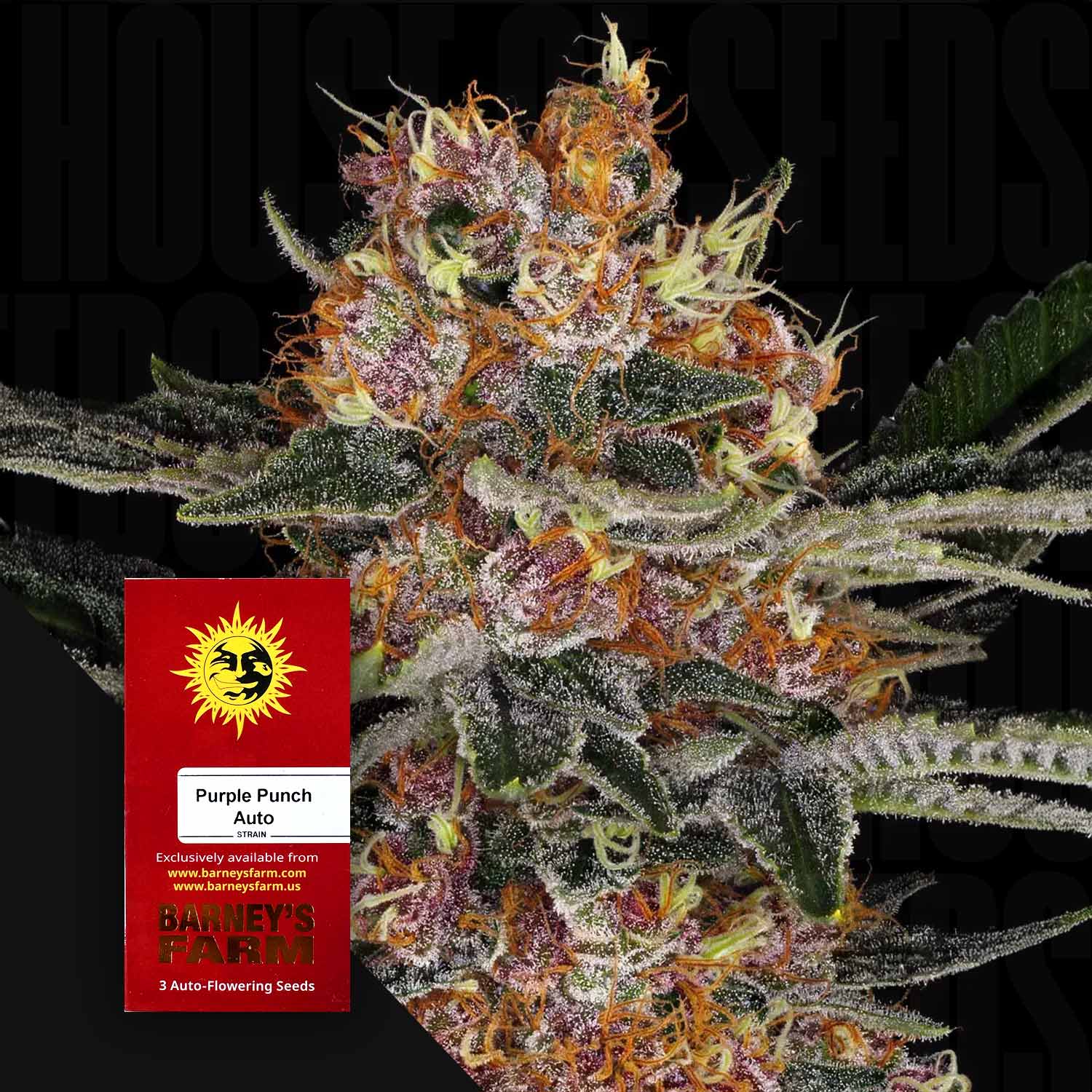 auto flower seeds for sale Buy Purple Punch Auto cannabis seeds from Barney's Farm – House of Seeds