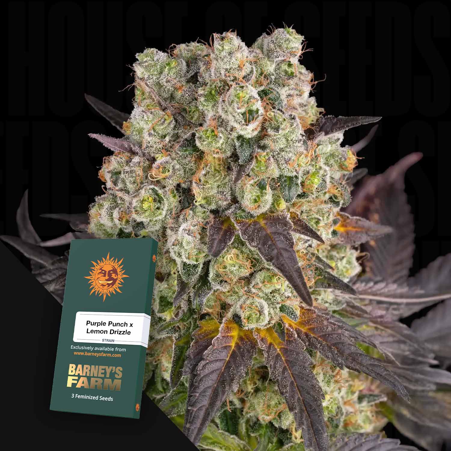 カントリーテ―ブル(のりＰ) Order Purple Punch x Lemon Drizzle cannabis seeds from Barney's