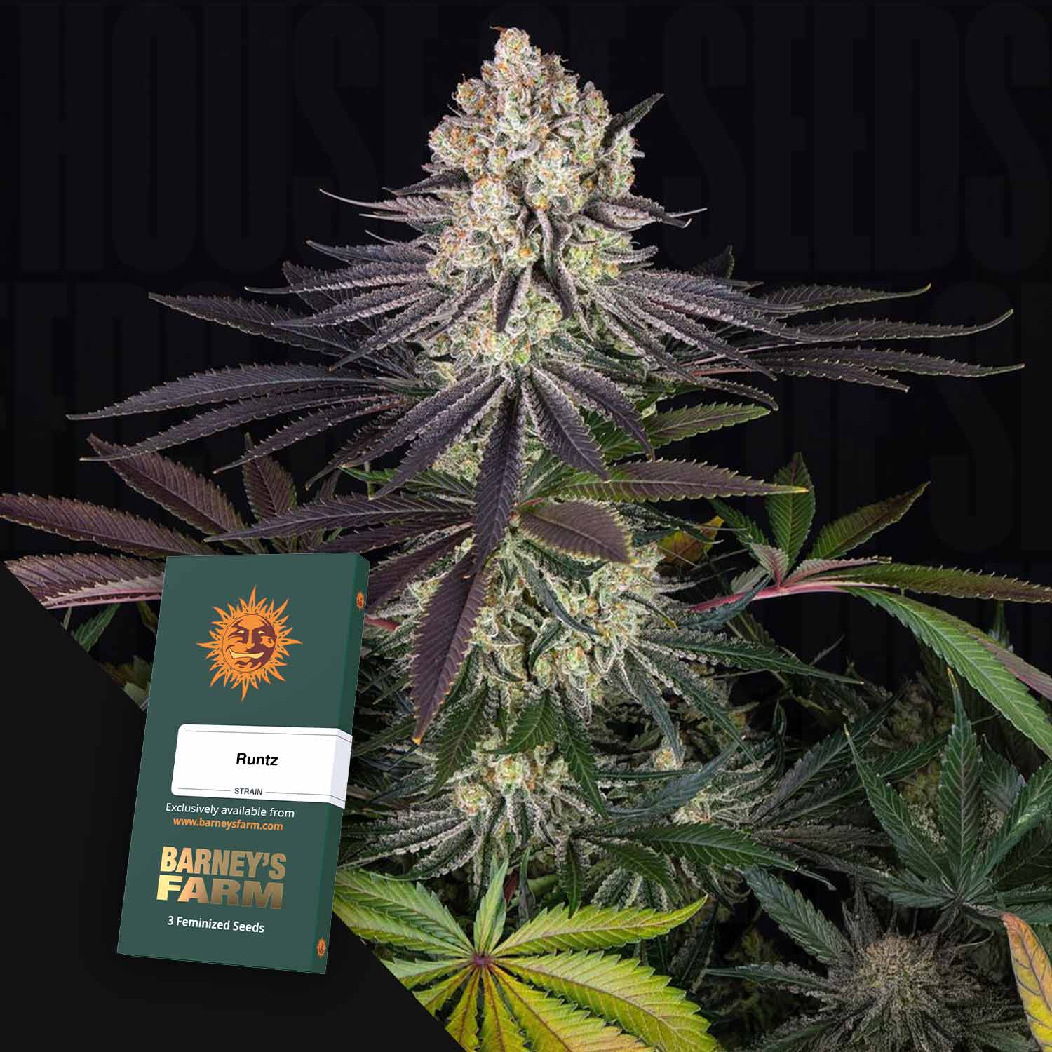 Order Runtz cannabis seeds from Barney's Farm – House of Seeds