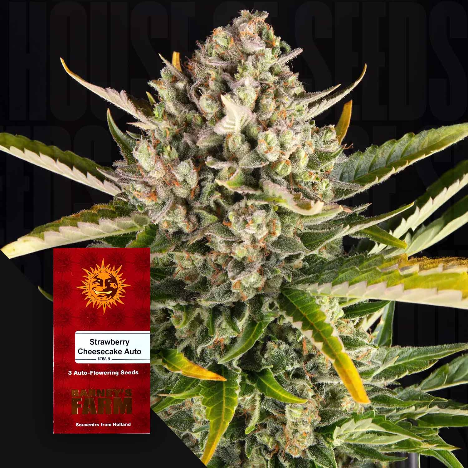 strawberry auto seeds Order Strawberry Cheesecake Auto cannabis seeds from Barney's Farm – House of Seeds