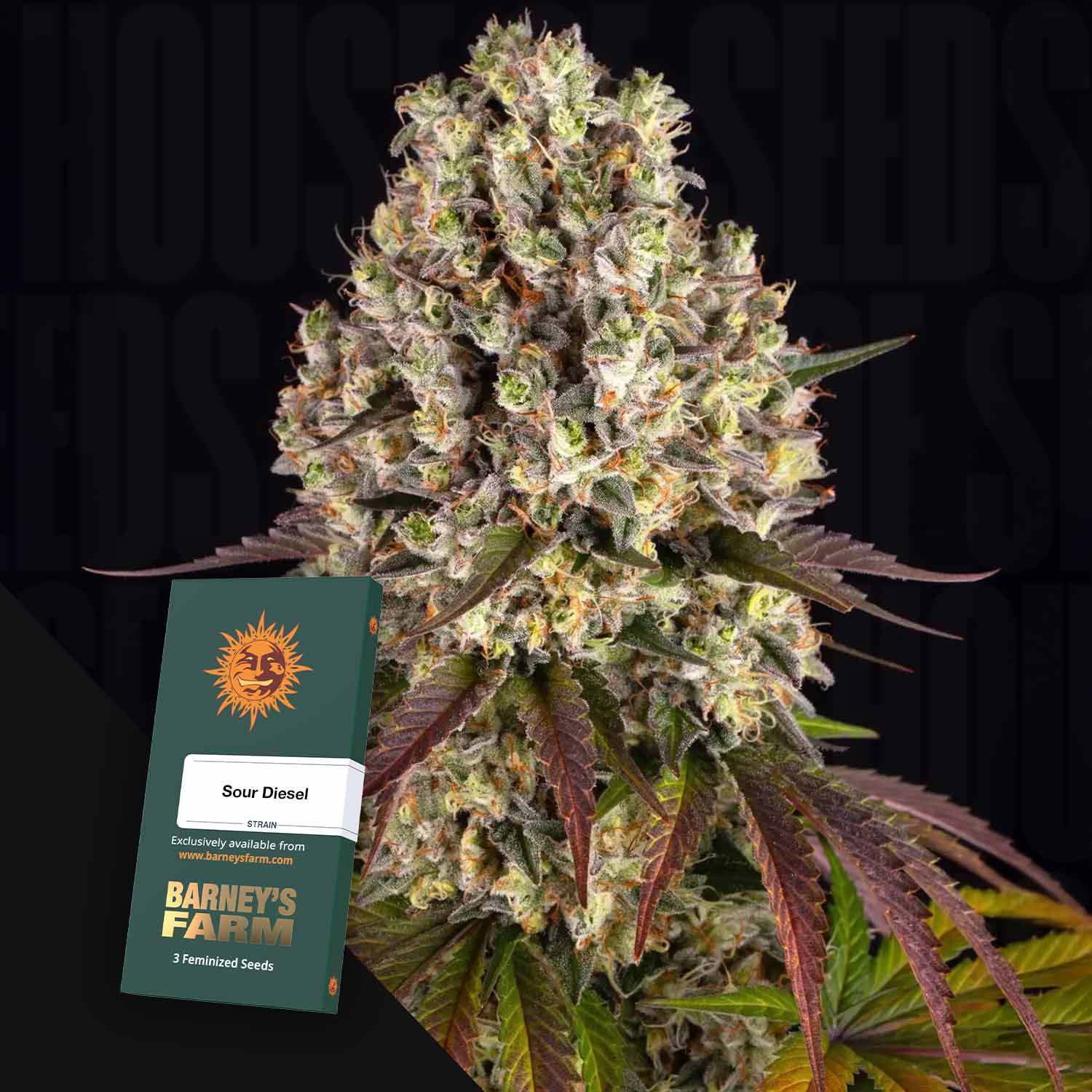 Nahaufnahme einer Cannabispflanze mit einem Barney's Farm Sour Diesel-Samenpäckchen im Vordergrund.