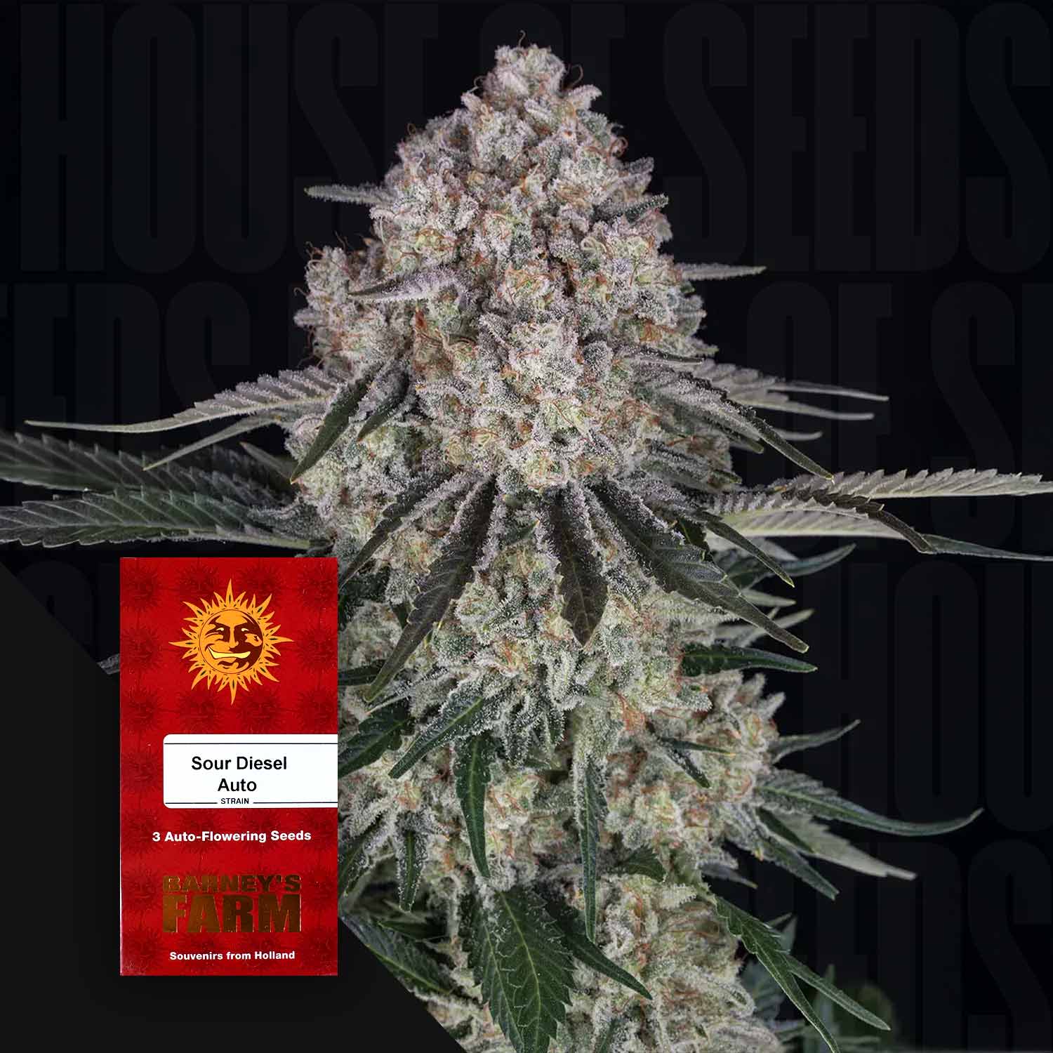 auto flower seeds for sale Order Sour Diesel Auto cannabis seeds from Barney's Farm – House of Seeds