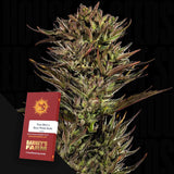 Thin Mint x Sour Pinot Auto