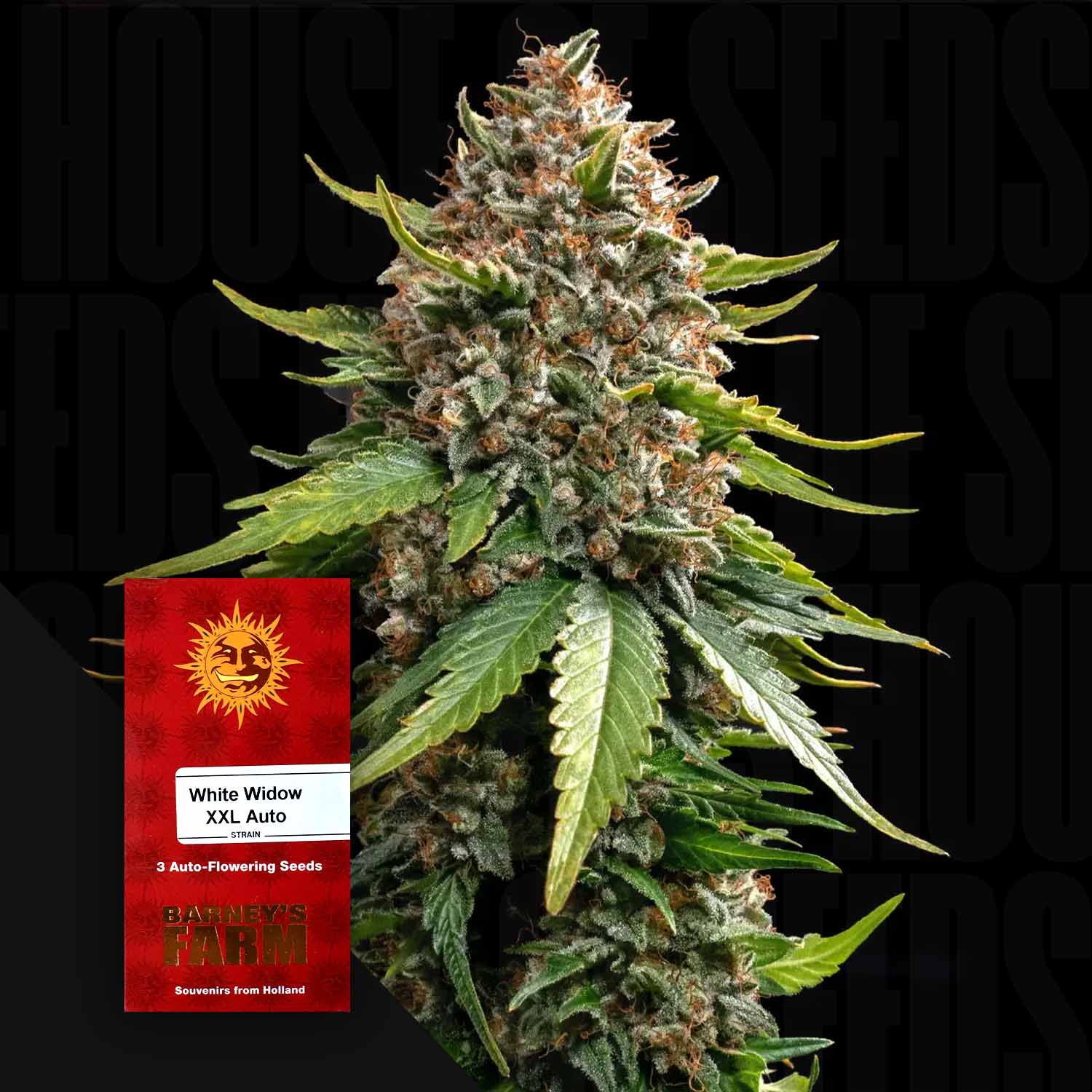 Buy White Widow XXL Auto cannabis seeds from Barney's Farm – House