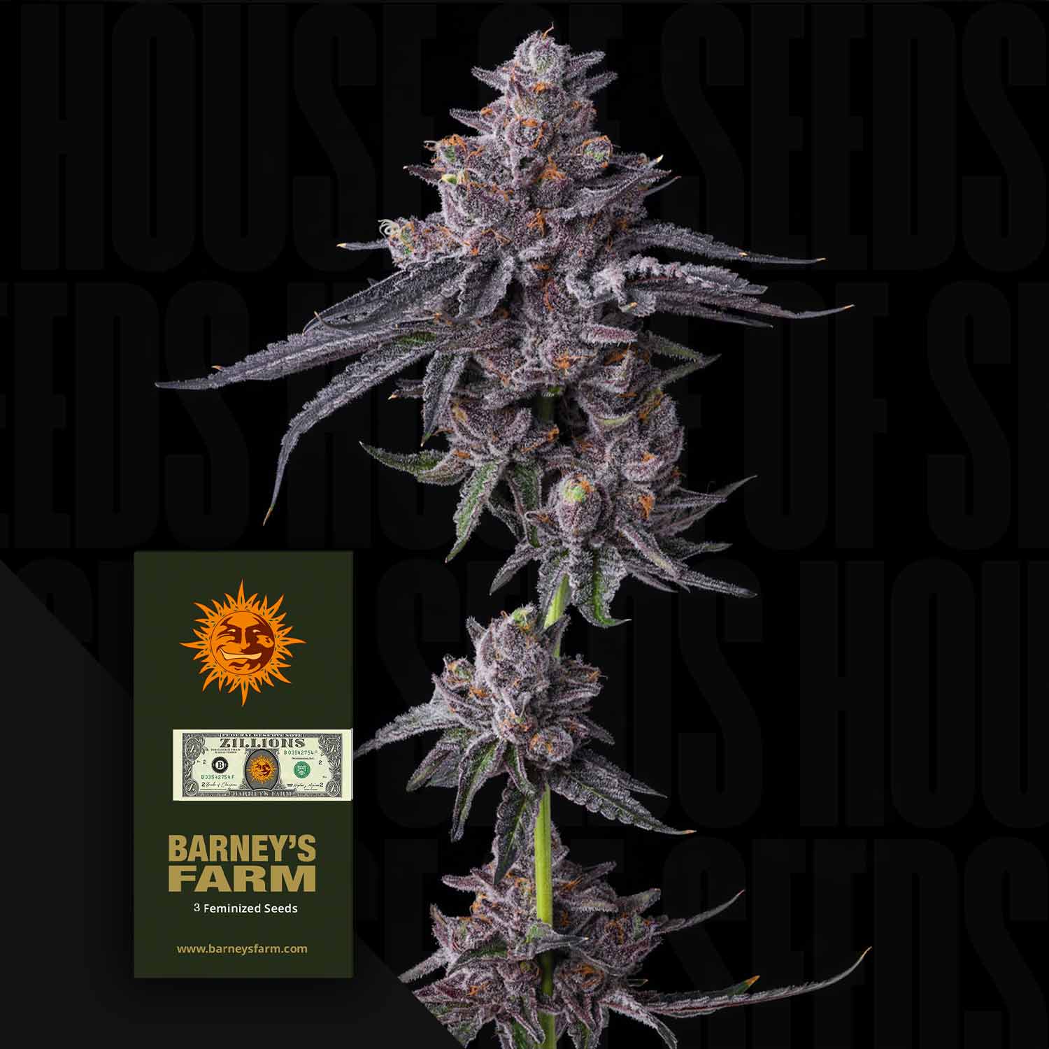 BF-ZNS-0