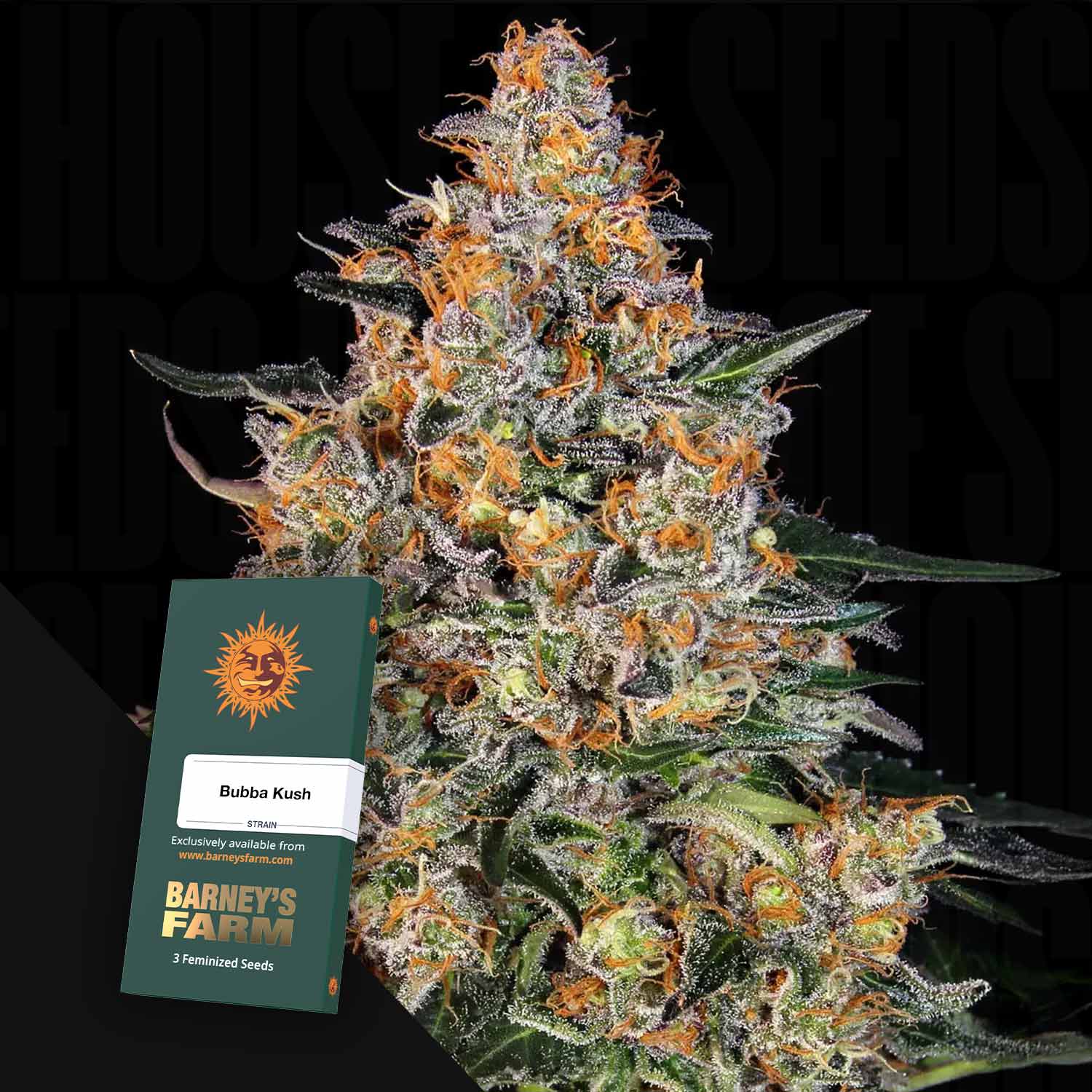 Nahaufnahme einer blühenden Cannabispflanze mit einem Barney's Farm Bubba Kush Samenpaket davor.