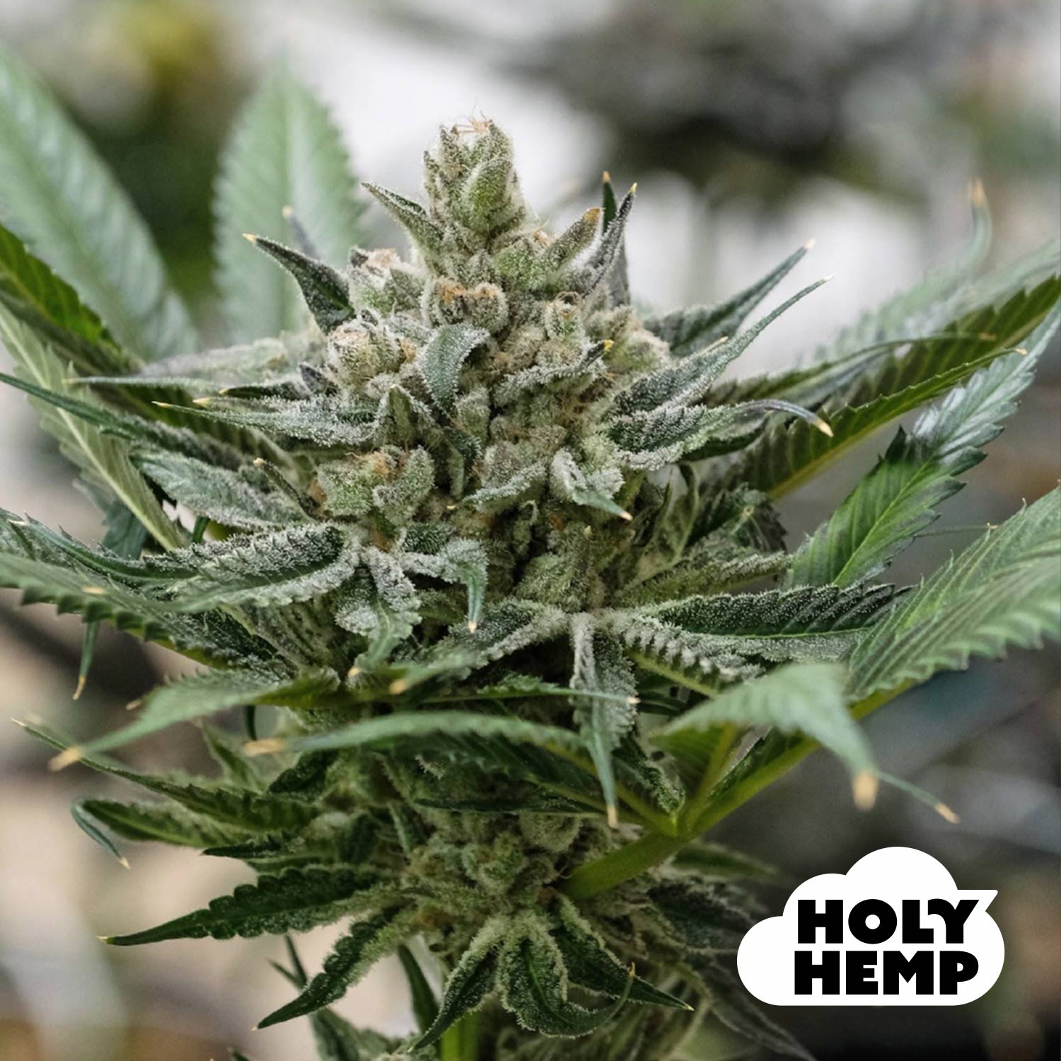 Blütenbild von Blueberry Bubba - Holyhemp - Cannabissamen