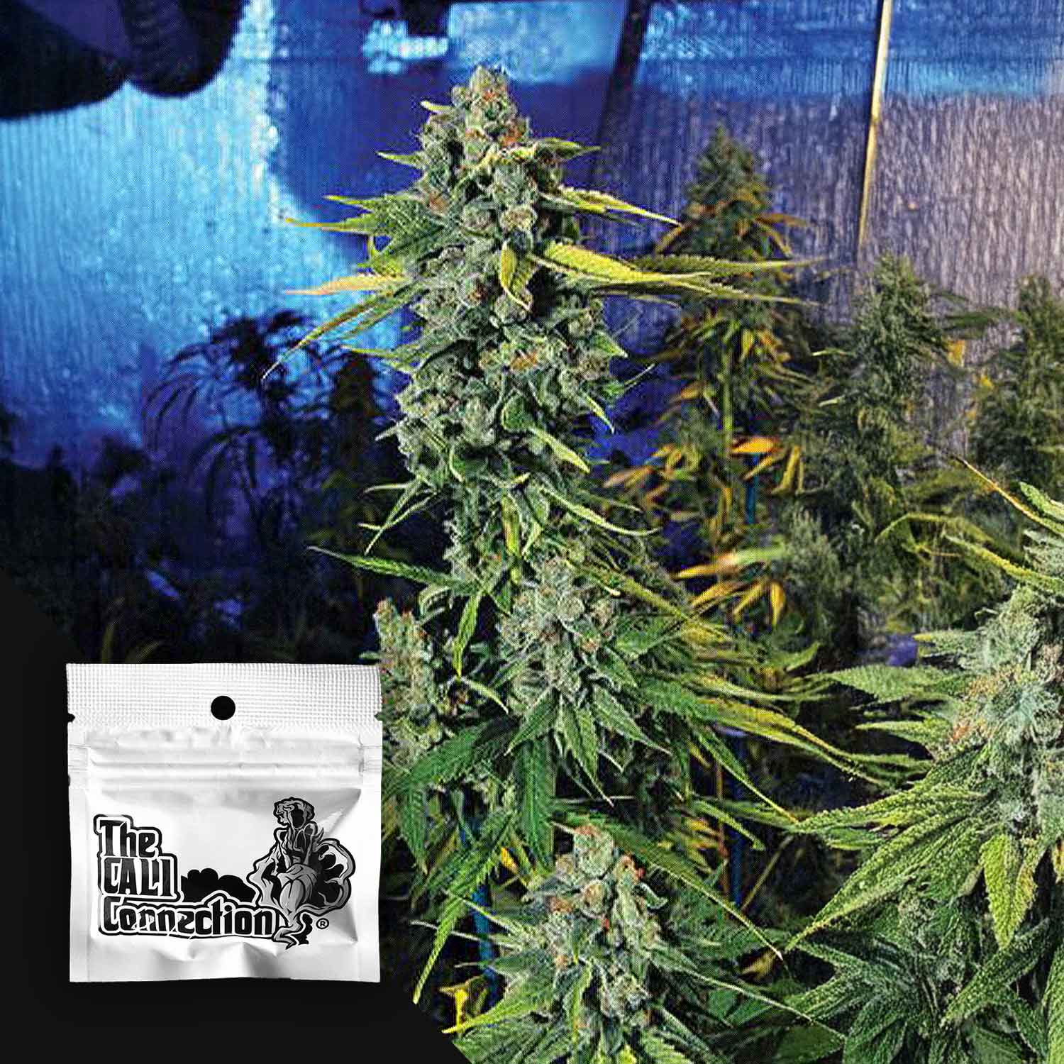 Order Blue Dream Haze cannabis seeds from Cali Connection – House of Seeds
