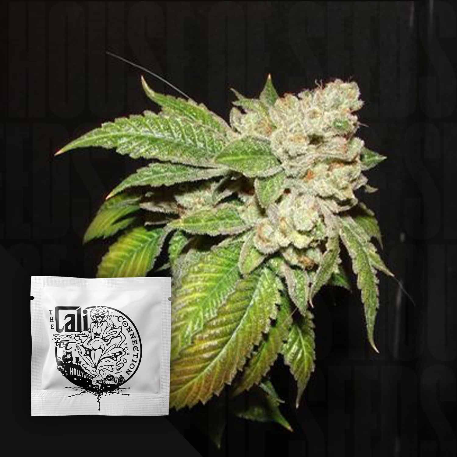 Order Larry OG Kush cannabis seeds from Cali Connection – House of Seeds