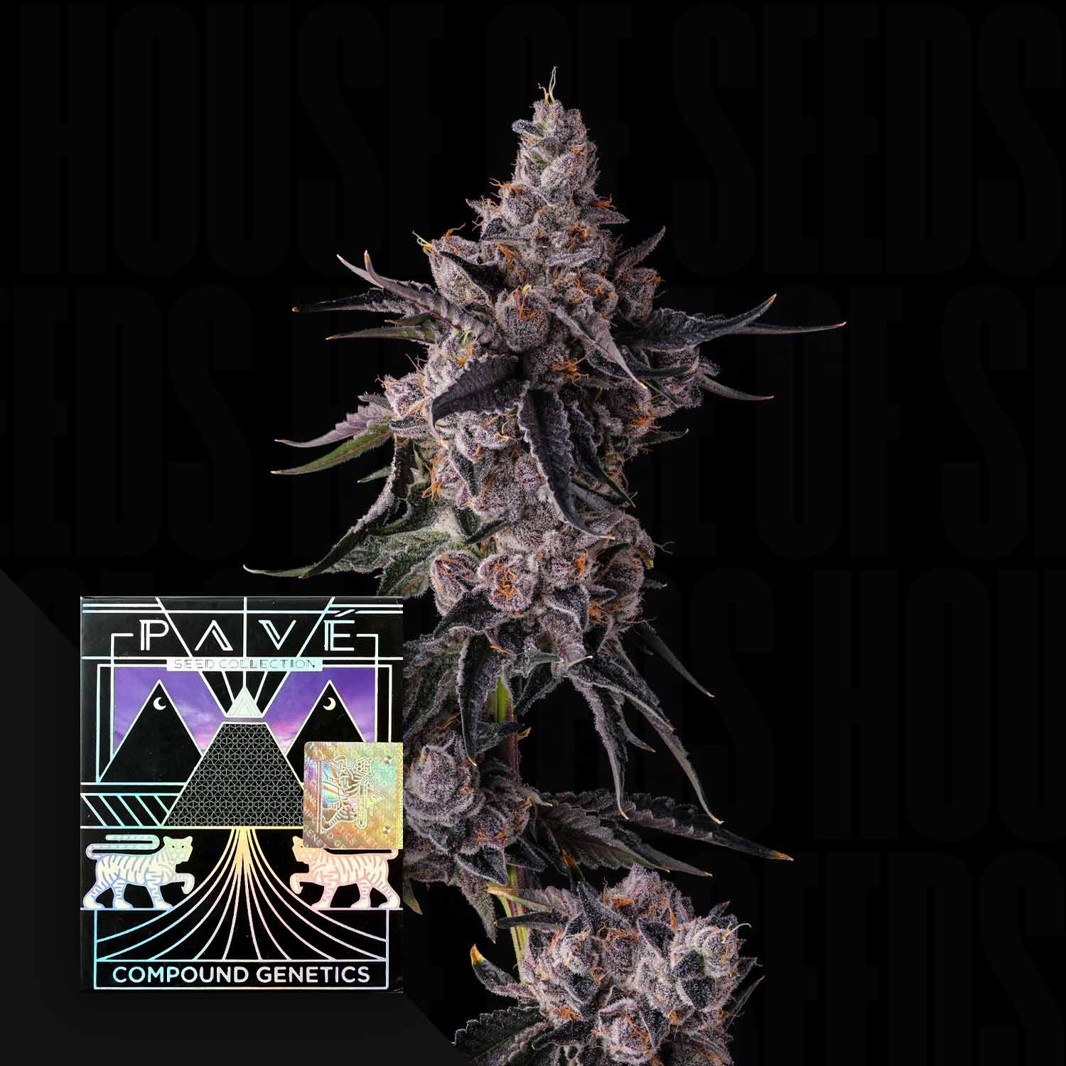 Nahaufnahme einer frostigen Lemon Cherry Pavé Knospe mit lila Farbtönen und einem bunten Compound Genetics Etikett.