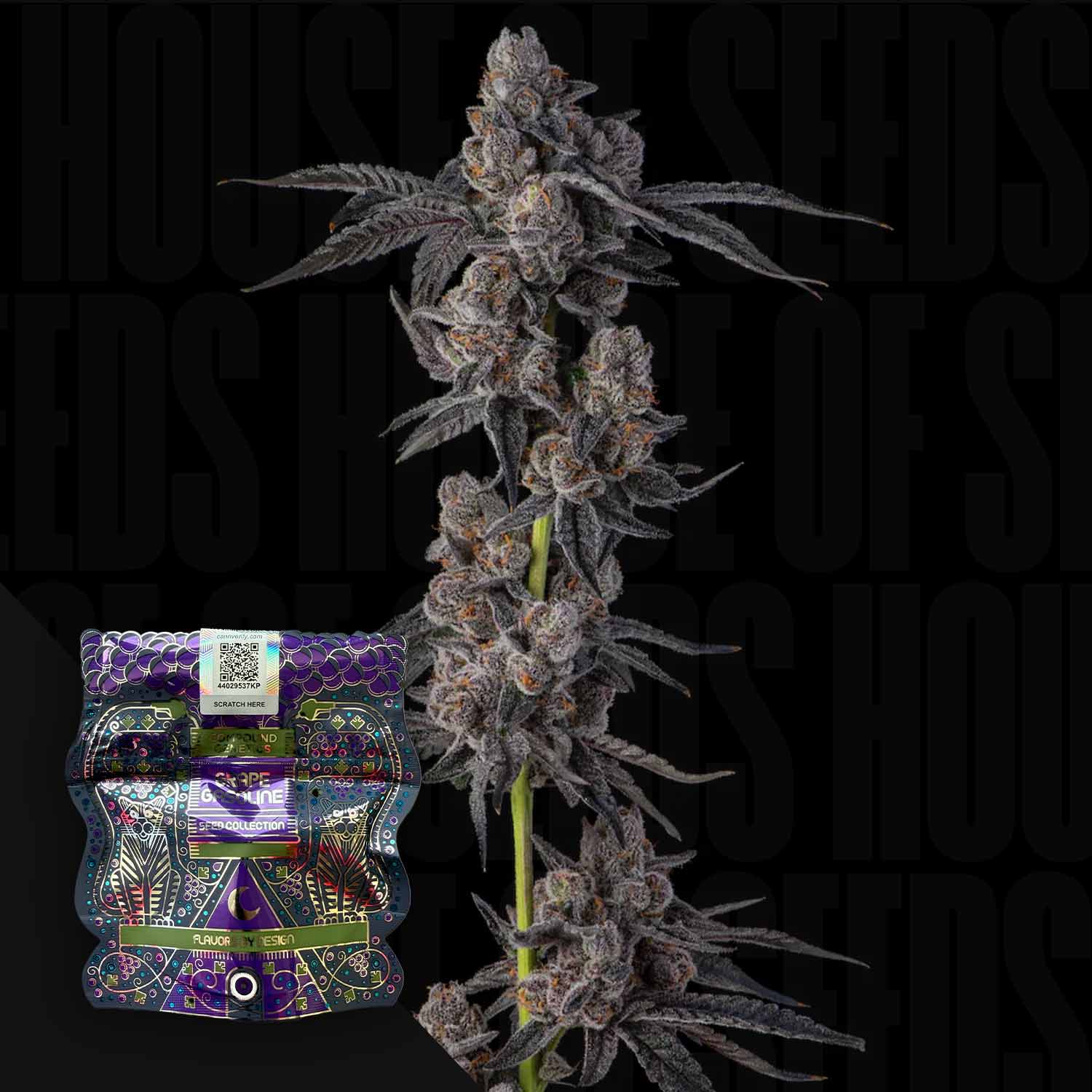 Eine große Mellowz Cannabis-Pflanze von Compound Genetics mit dunkelvioletten Knospen neben einer bunten Samenpackung.