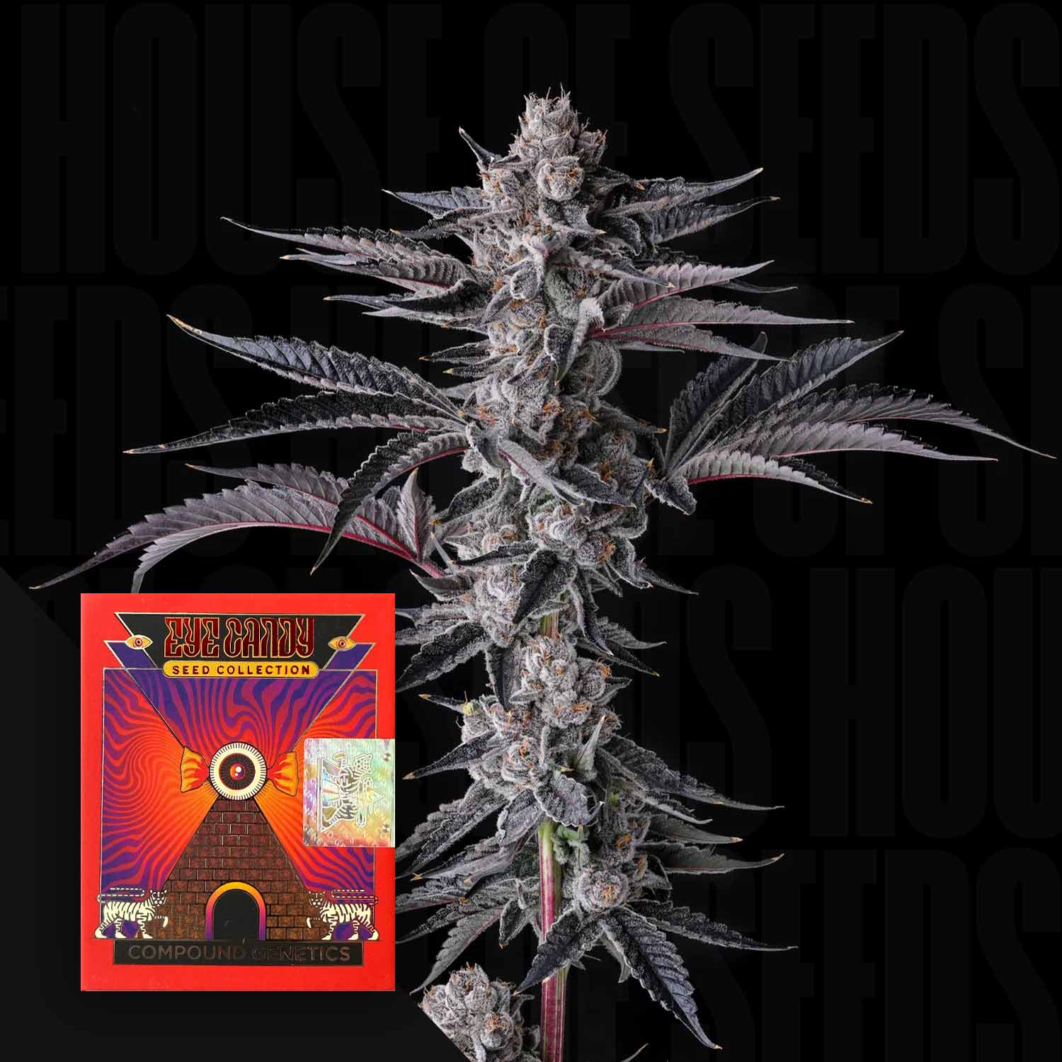 seed bank by money tree genetics Compound Genetics 