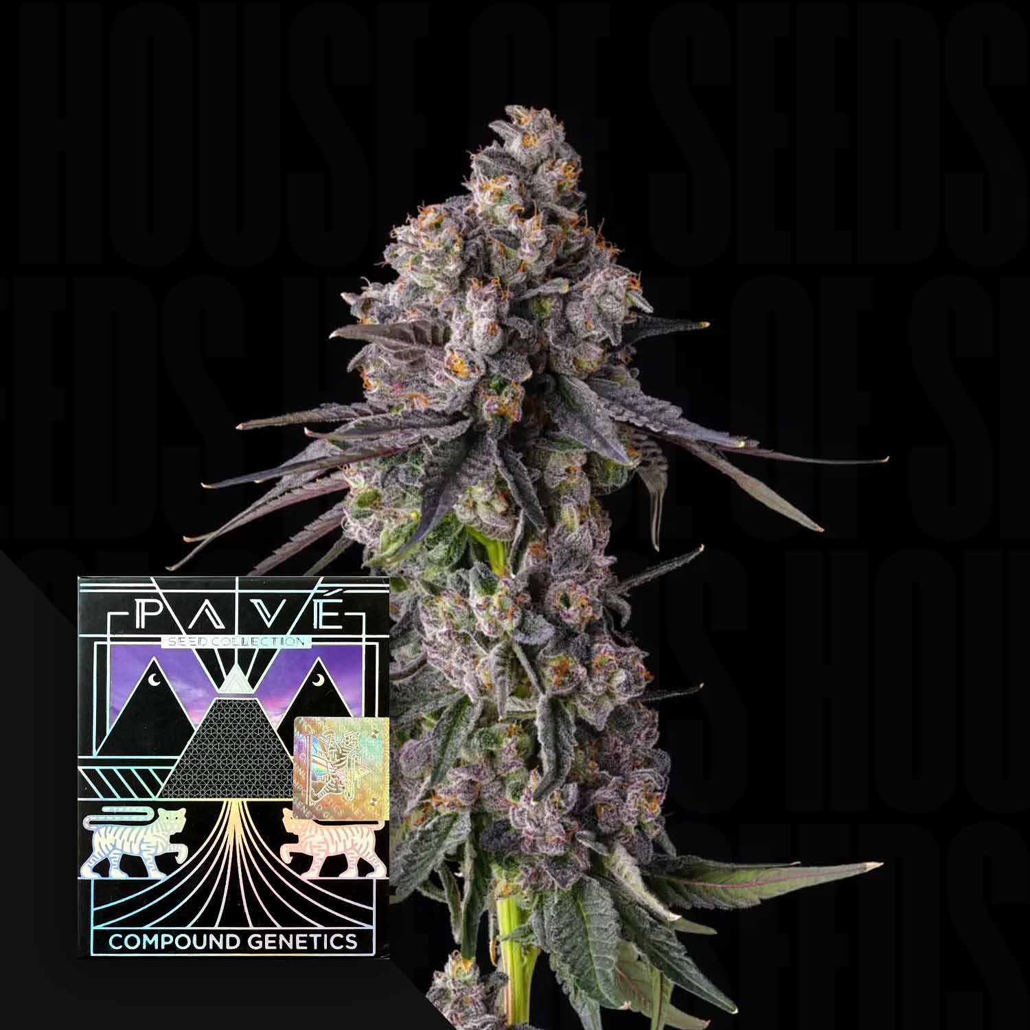 Nahaufnahme einer dichten Rainbow-Guavé-Knospe mit violetten Schattierungen und einem geometrischen Logo von Compound Genetics.