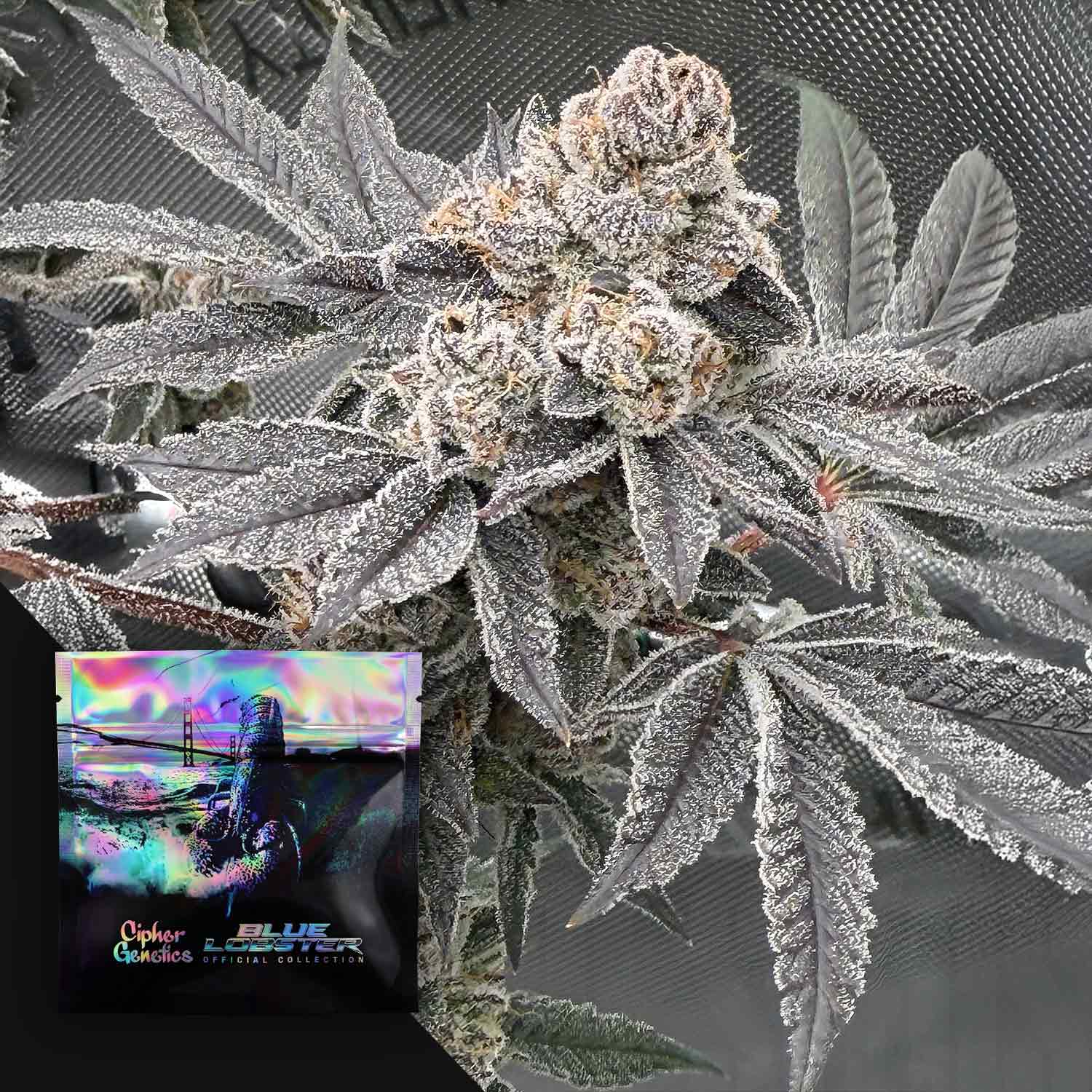 Order Blueberry Banana Lobster (BBL) cannabis seeds from Cipher ...