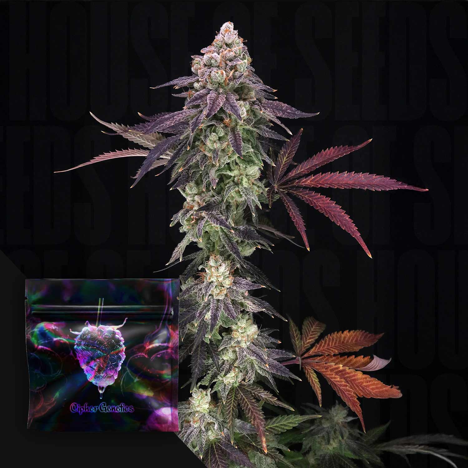 Order Divine Nectar cannabis seeds from Cipher Genetics – House of Seeds