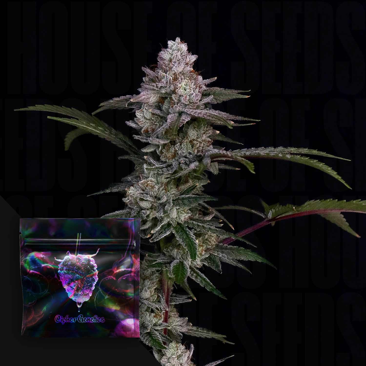Order Final Fantazy cannabis seeds from Cipher Genetics – House of Seeds
