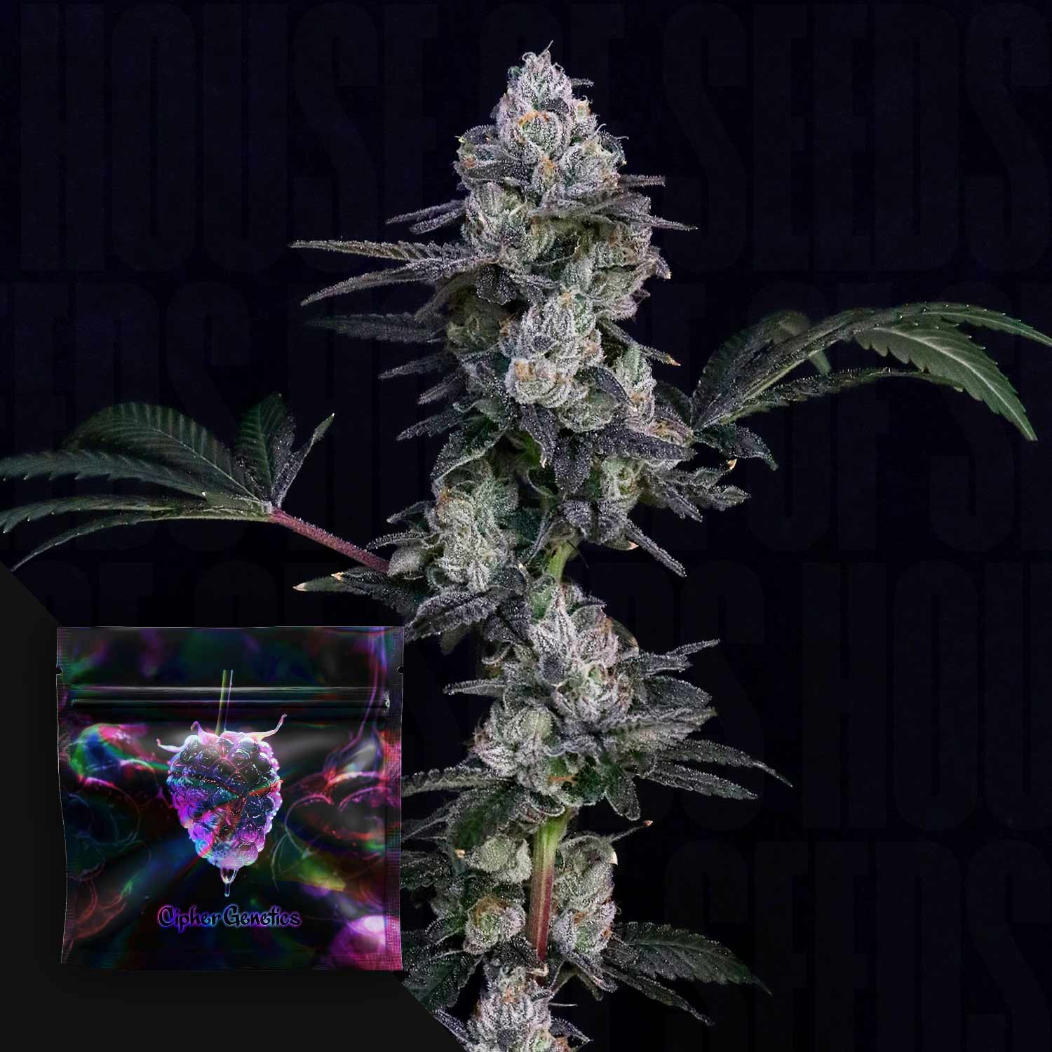 plant frozen seeds Buy Frozen Yeti cannabis seeds from Cipher Genetics – House of Seeds