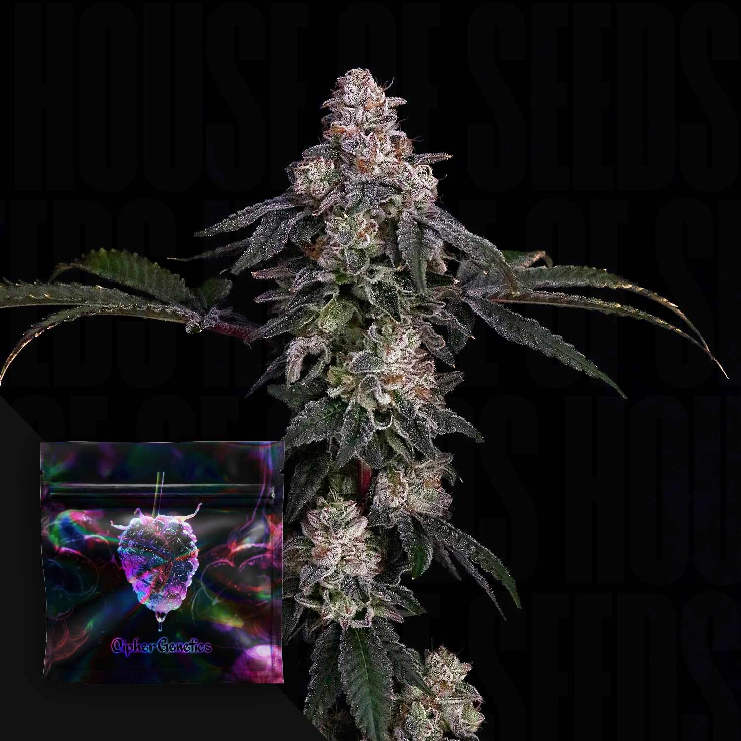 plant z seeds Buy Zerrari cannabis seeds from Cipher Genetics – House of Seeds