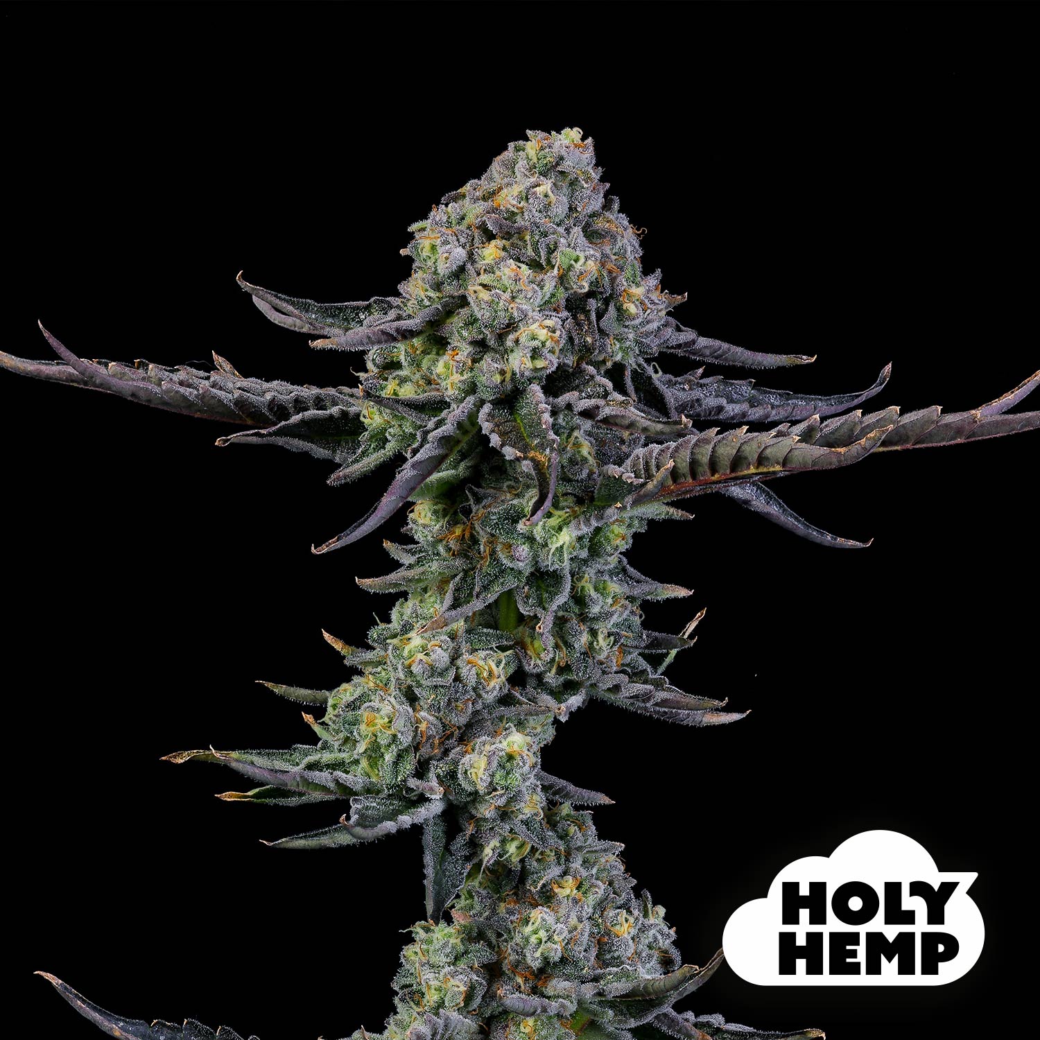 Blütenbild von Cookies XL - Holy Hemp - Cannabissamen