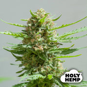 Blütenbild von Critical-SXL - HolyHemp - Cannabissamen