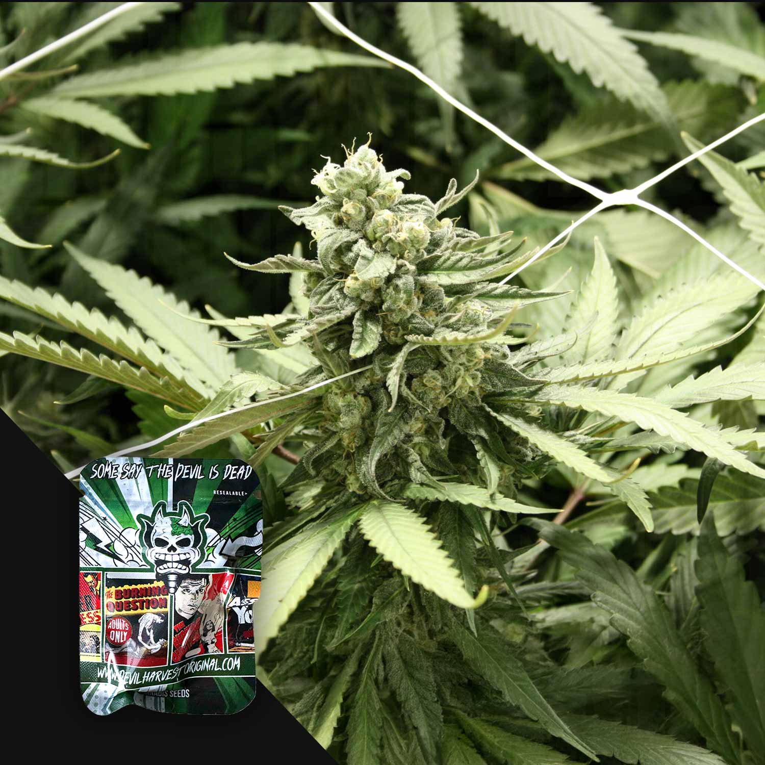 Devil's Harvest 