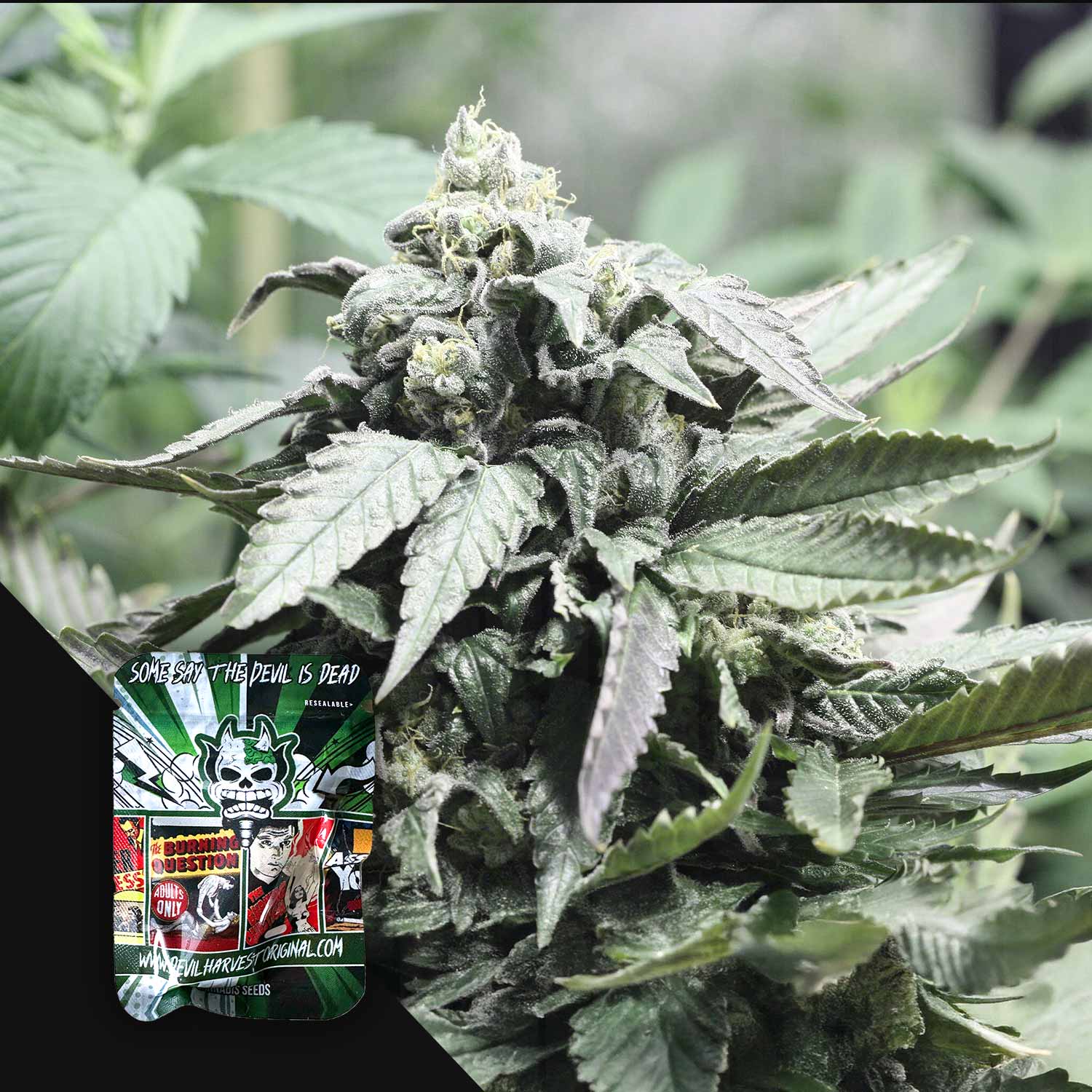 Devil's Harvest 